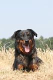 BEAUCERON 007